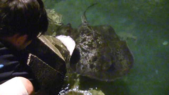 I touched Blotched fantail ray смотреть онлайн