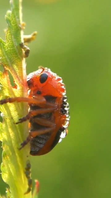 Lady bug 🔍✨🐞#macro #macrophotography #youtubeshorts #mobilephotography #like #share #subscribe смотреть онлайн