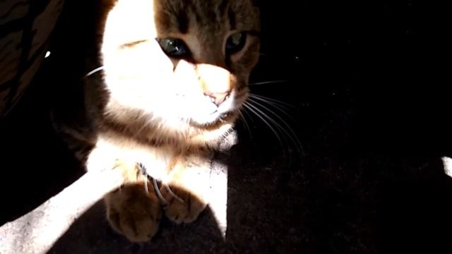 Ганста коты смотреть онлайн