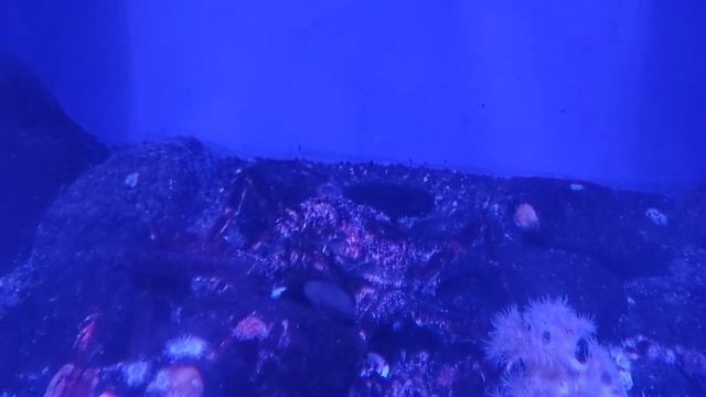 Москвариум. ВДНХ. смотреть онлайн