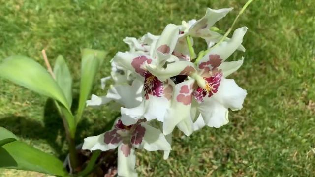 Beallara Tahoma Glacier - Orchid смотреть онлайн