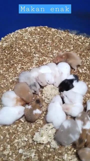 HAMSTER MAKAN ENAK смотреть онлайн