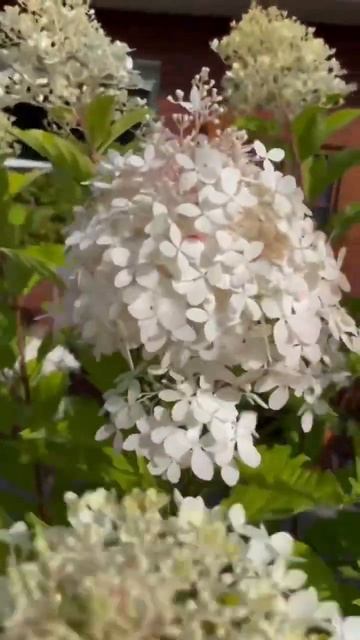 #phantom #magicalmontblanc #hydrangea #hortensia #hydrangeaflower #гортензия #garden #paniculata смотреть онлайн