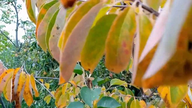 Хурма вірджинська ''Надія 3'' Автор Чирка Віктор Григорович. Persimmon virginian смотреть онлайн