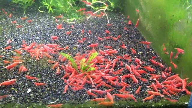 Red Cherry Shrimp fire red high grade смотреть онлайн