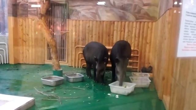 Поход в зоопарк ( часть ну сами щитайте мне лень) смотреть онлайн