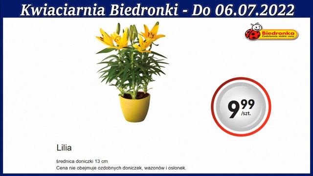 Biedronka | Kwiatowe Inspiracje Biedronki Nowa Oferta Od 04.07.2022 | Kwiaciarnia Biedronki смотреть онлайн