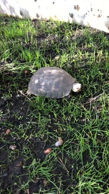 Tortue d'Hermann qui mange du gazon смотреть онлайн