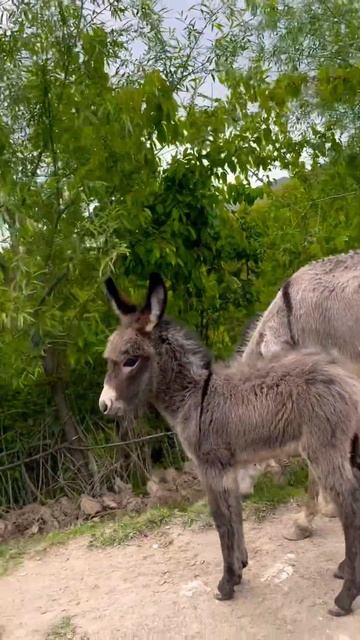 Местный транспорт в Узбекистане 👍🙈 #uzbekistan #spring #travel #animals #followforfollowback смотреть онлайн