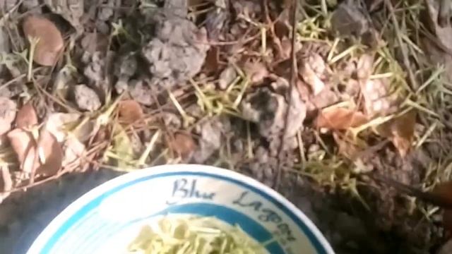 Night Blooming Jasmine || Night Queen || (হাসনা হেনা ফুল) Cestrum Nocturnum || [Hasna Hena] Flower смотреть онлайн