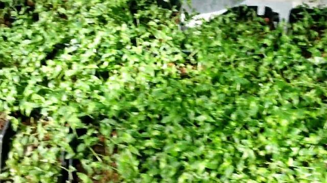 Beautiful garden/hanging plants/മനോഹരമായ പൂക്കളും ചെടികളും കണ്ടാലോ....part 1 смотреть онлайн