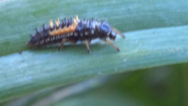 Harmonia axyridis (ladybug) larva смотреть онлайн
