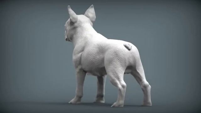 boston terrier смотреть онлайн