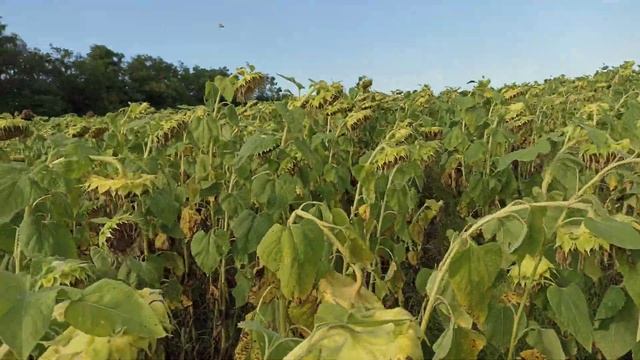 Соняшник після цвітіння смотреть онлайн
