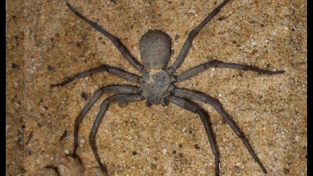 The Top 10 Most Dangerous Spiders in the World смотреть онлайн