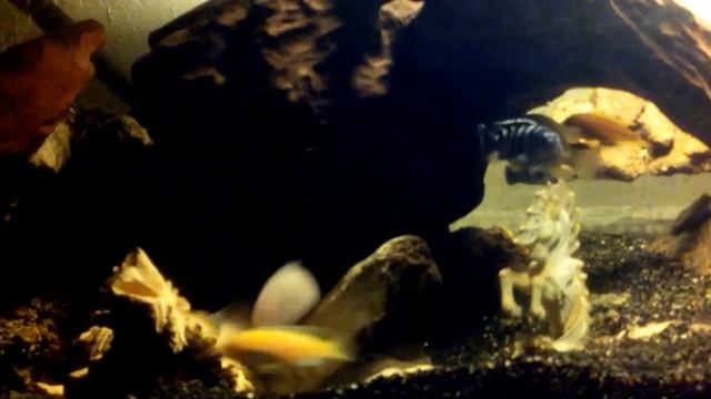 maylandia estherae 3 смотреть онлайн