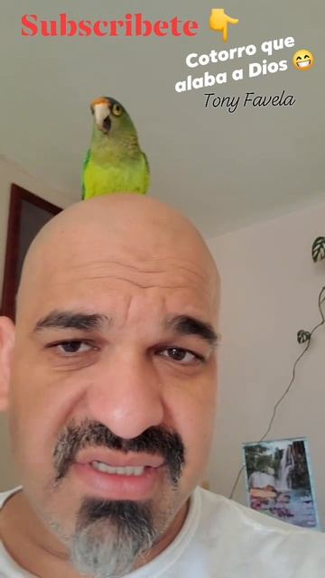 Cotorro que alaba a Dios #shorts #EvangelistaTonyFavela #tonyfavela #cotorro #animals anima #pajaro смотреть онлайн
