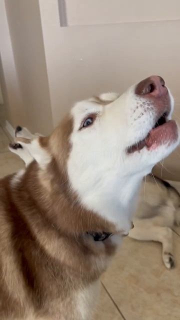 Singing with Luna and Hacchi 🥰 #howlinghuskies смотреть онлайн