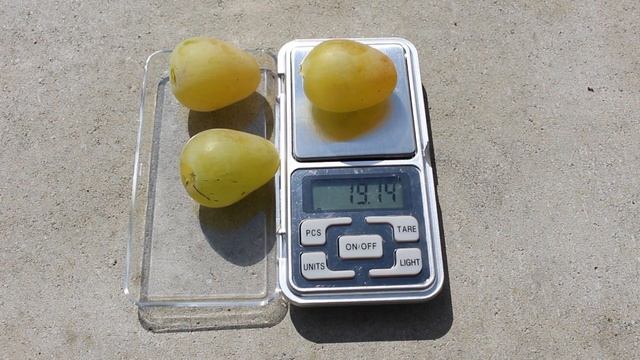 Виноград Монарх 2023 смотреть онлайн