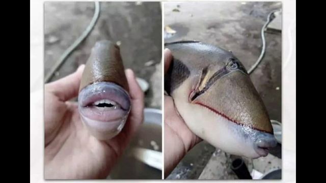Fish with human-like teeth and lips spotted in Malaysia, pics go viral смотреть онлайн
