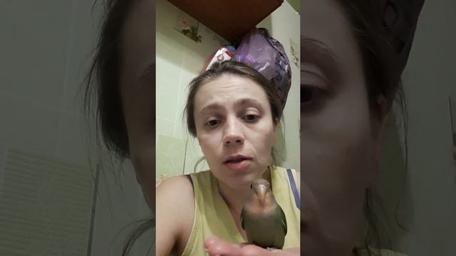 Ручной неразлучник.Зеленый розовощекий с розовой точкой.Уехала домой. смотреть онлайн