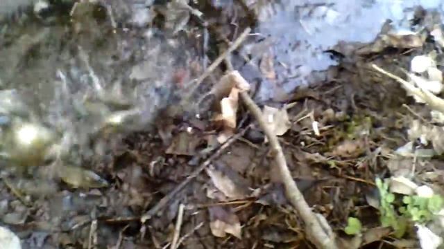 ОТПУСКАЮ РОТАНОВ В ПРУД! смотреть онлайн