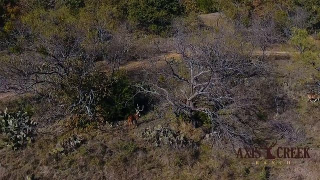 Axis Buck - November 18, 2016 смотреть онлайн