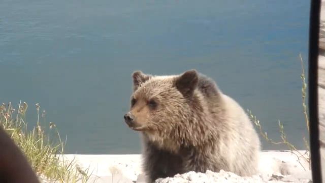 Видео Медведь Сибирь Часть 1