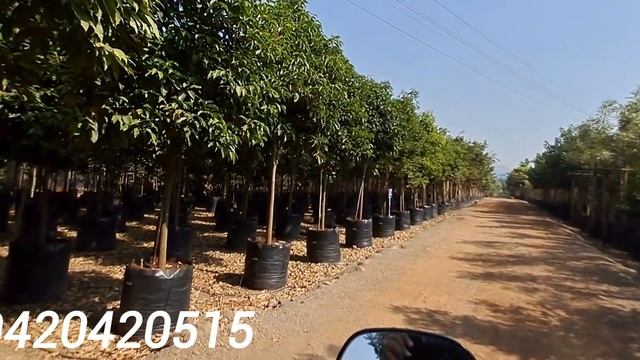Large Size Roadside NOC Tree @ Eplants Nursery 9420420515 смотреть онлайн