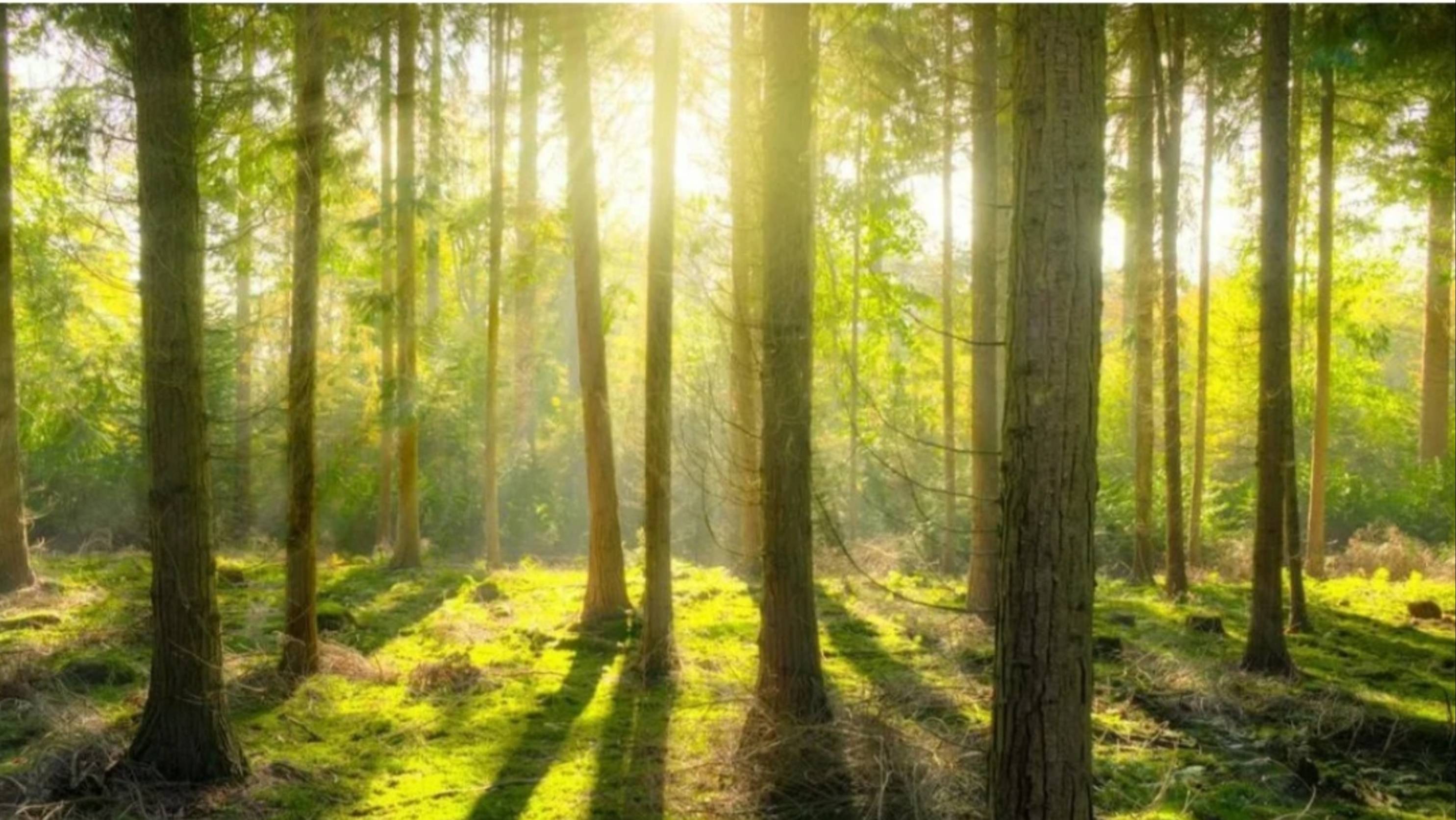 Мы с родоками в лесу смотреть онлайн