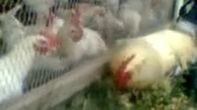 Админ и подписчики смотреть онлайн