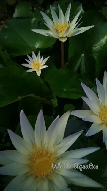 Dauben Water lily ||| WoW Aquatica ||| смотреть онлайн