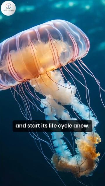An IMMORTAL JELLYFISH | Turritopsis Dohrnii #shorts #facts #science #oceanmysteries смотреть онлайн