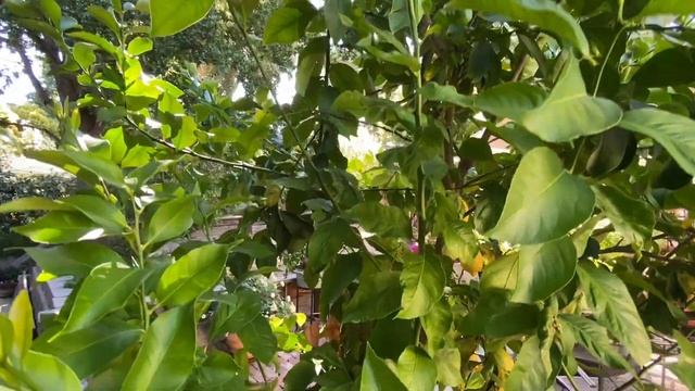 Lemon Tree Growth 1 YEAR Post Pruning and Scoring//Backyard lemon tree care смотреть онлайн