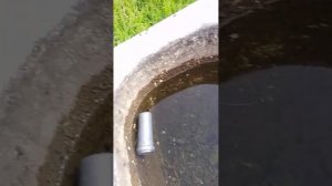 разводим мидий