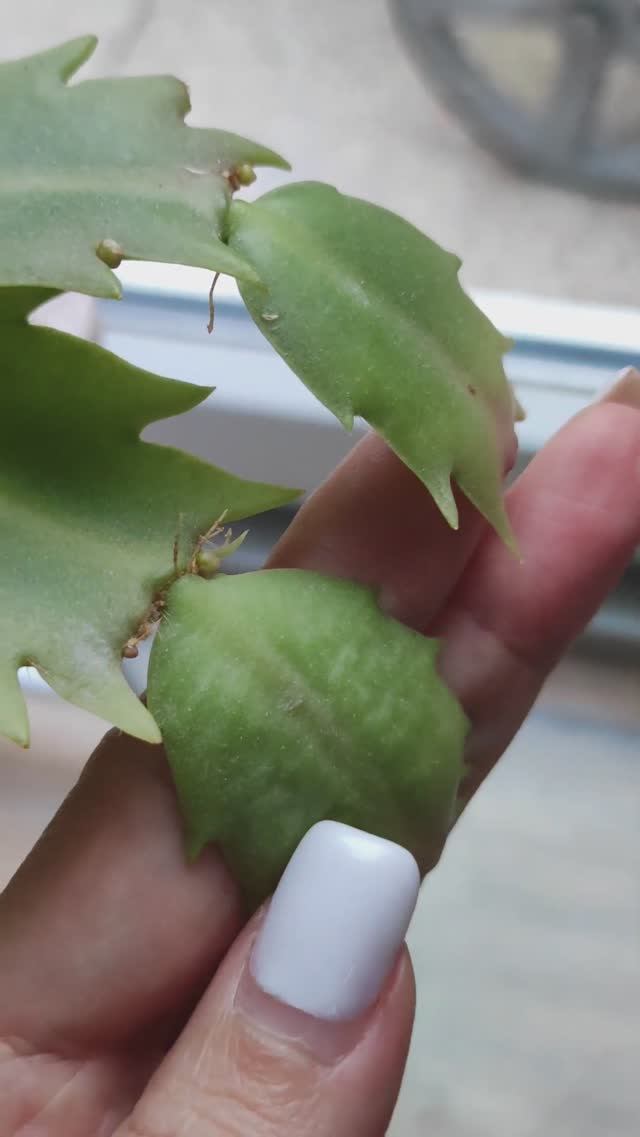 Ура, ДЕКАБРИСТ ЗАЦВЕТЁТ . Как добиться бутонов?