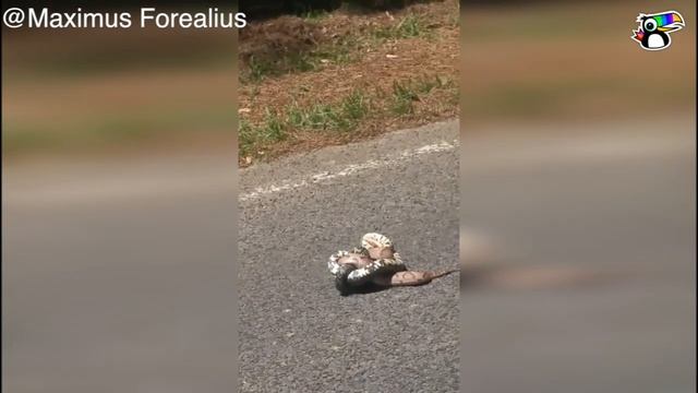 Two snakes suffocate eachother смотреть онлайн