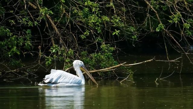 PELICAN SOUNDS | The sound of a Pelican смотреть онлайн