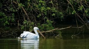 PELICAN SOUNDS | The sound of a Pelican