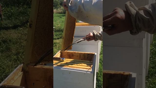 Немножко меда и нам подарили. Закарпатье. смотреть онлайн