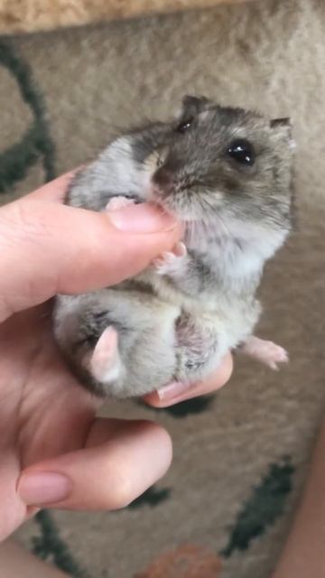 かじかじ смотреть онлайн