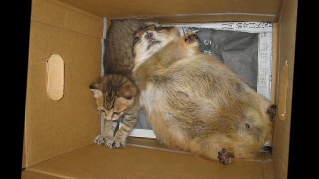 Кошки 13 08 2015 год wmv смотреть онлайн