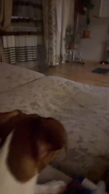 Любим смотреть телевизор 😁 #джекрассел #джекрасселтерьер #video #youtube #shanttv смотреть онлайн