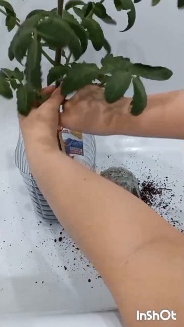 Пересаживаю Черную Гроздь в просторный горшок / Planting a tomato in a large pot #огороднаокне смотреть онлайн