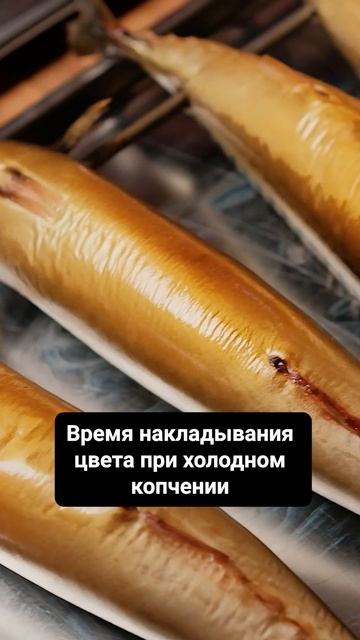Как добиться правильного цвета копчения? #копчение #кулинария #бизнес смотреть онлайн