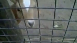 Очень смешной ор