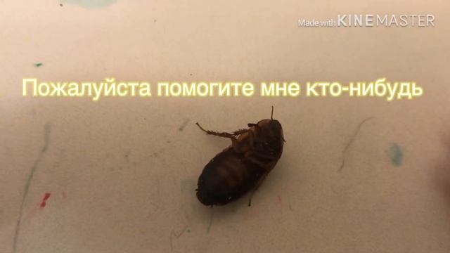 Канал Боня и Персик.Клип про моих животных. смотреть онлайн