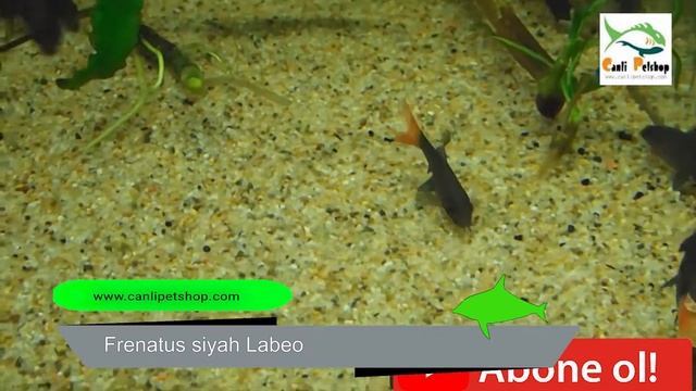 Frenatus siyah Labeo Part 2 смотреть онлайн