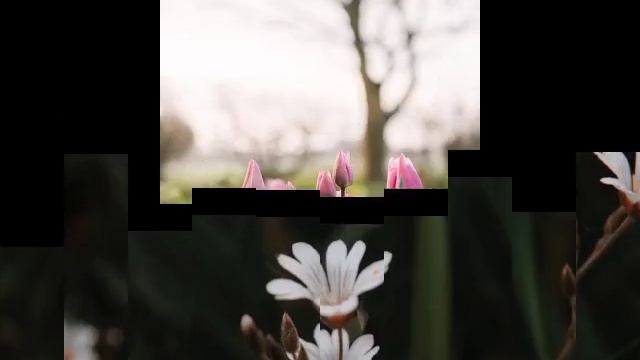 Прекрасная весна🌸.mp4 смотреть онлайн