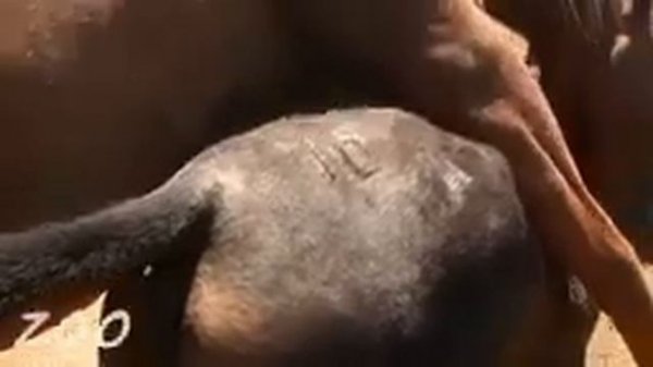 Mating animals mating cats.  Horse mating How is the mating of animals